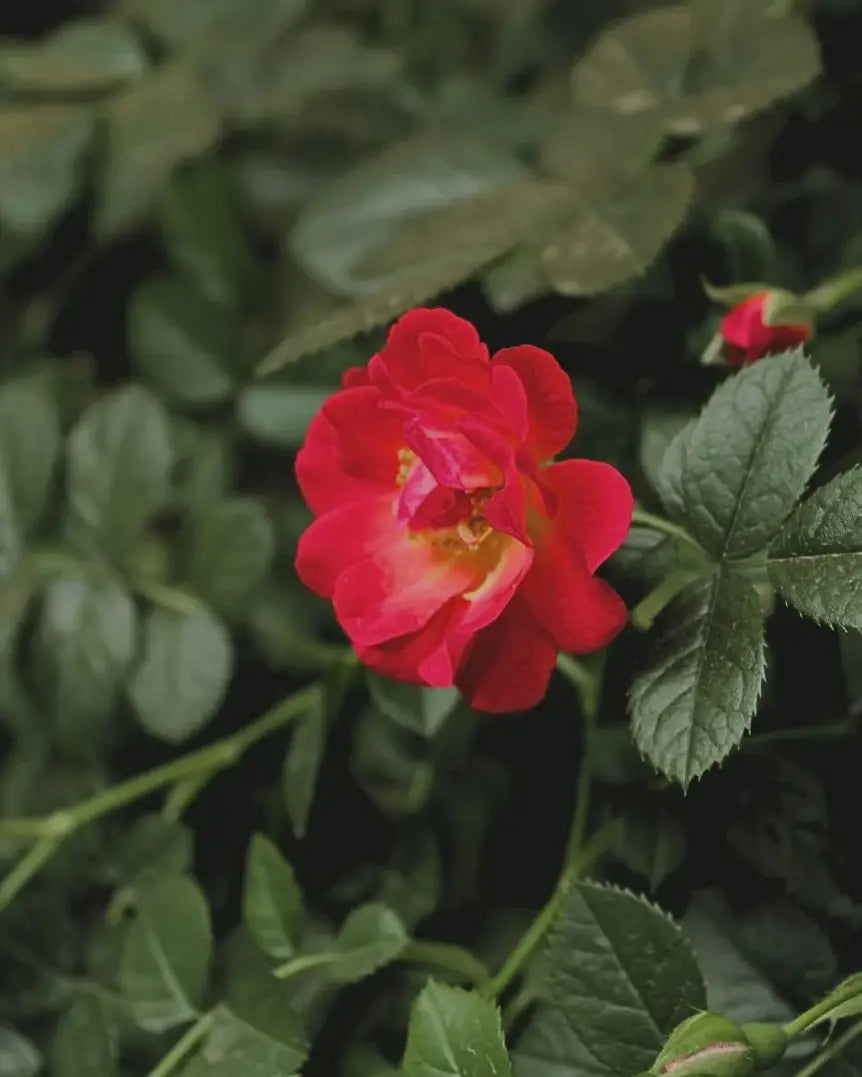 world's end obscura : no.21 rosa gallica candle