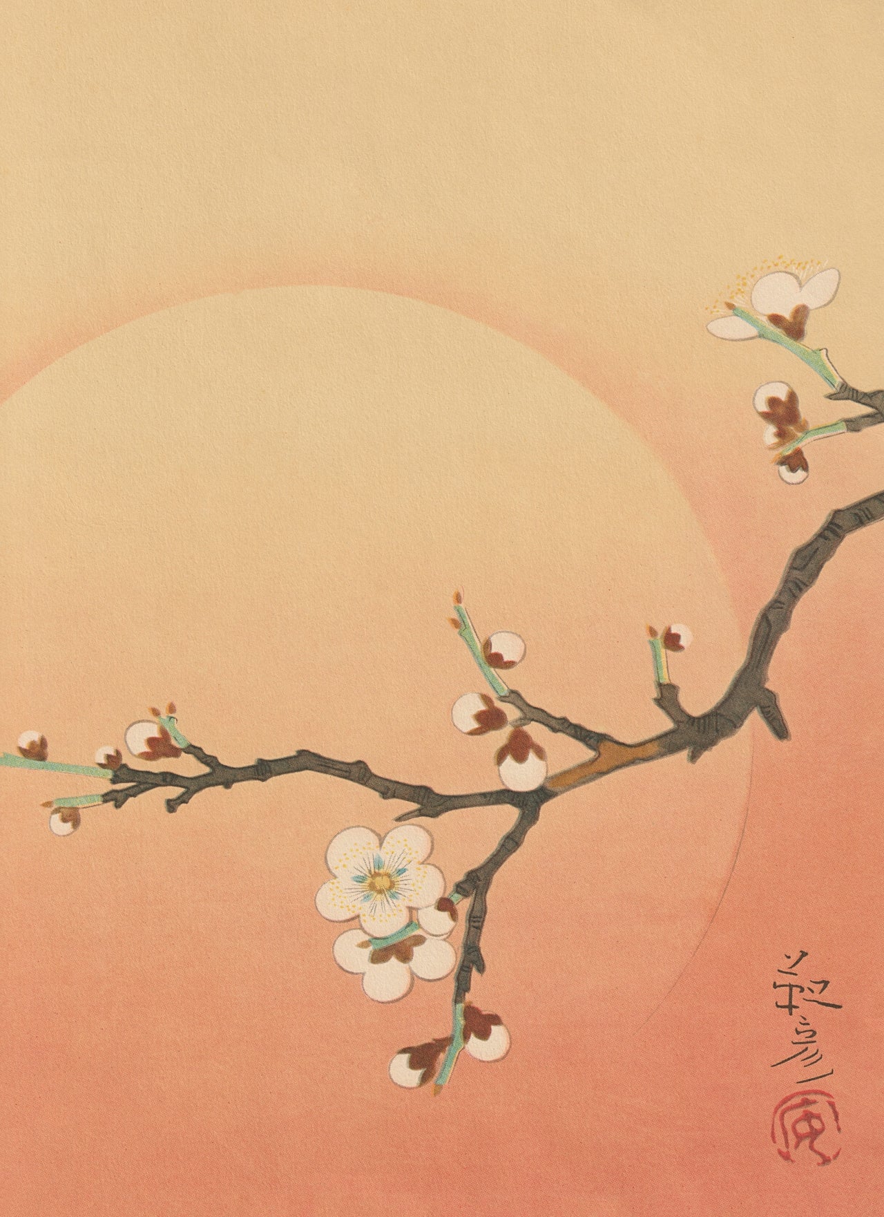 kiku print / A3 print : apricot blossom