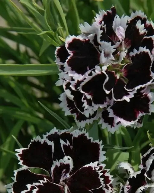 world's end obscura : no.86 dianthus noctis candle