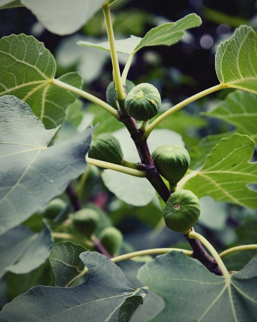 world's end obscura : no.43 ficus carica candle