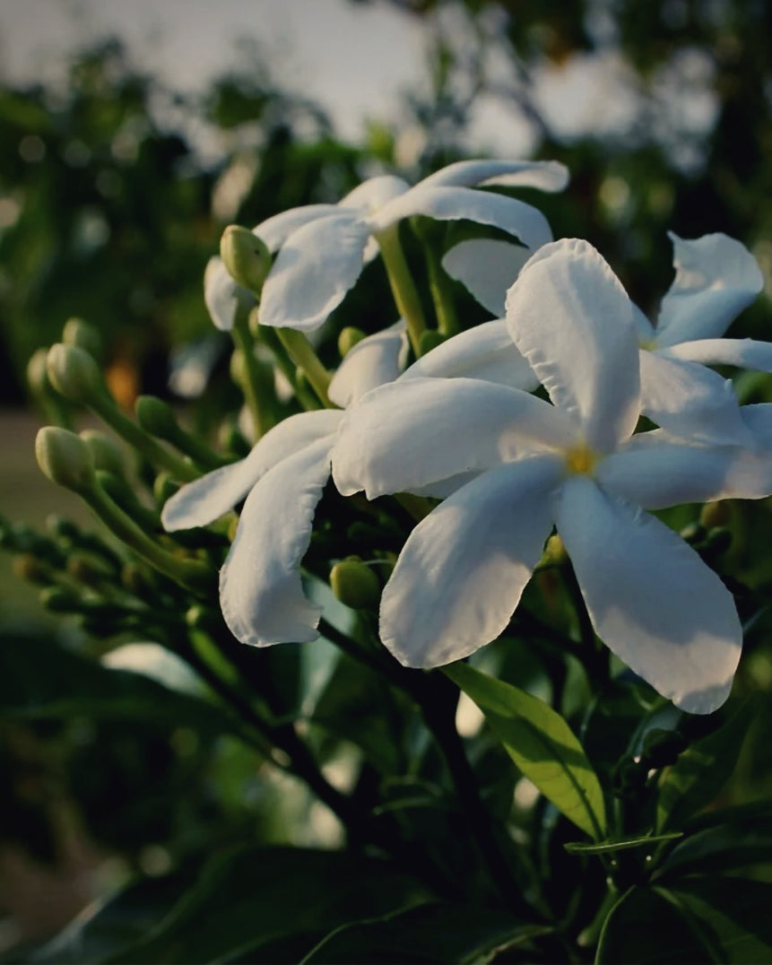 world's end obscura : no.8 jasminum candle